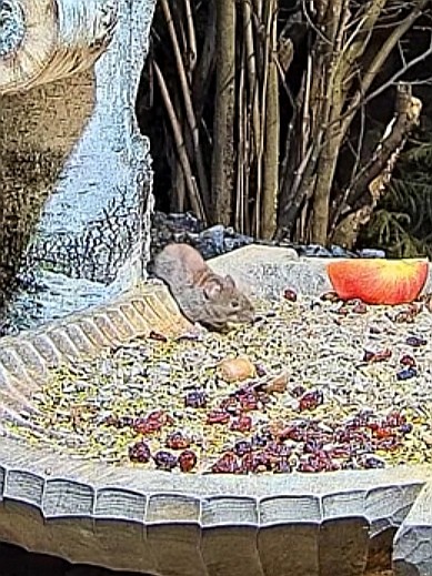 livebirdspoland_9acc5aff82ab6f50a7adc6fee1ec3690.jpg