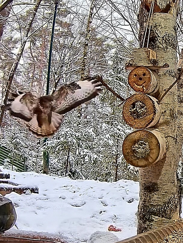 livebirdspoland_d9b41a955d1ea11860fc99531919eca5.jpg