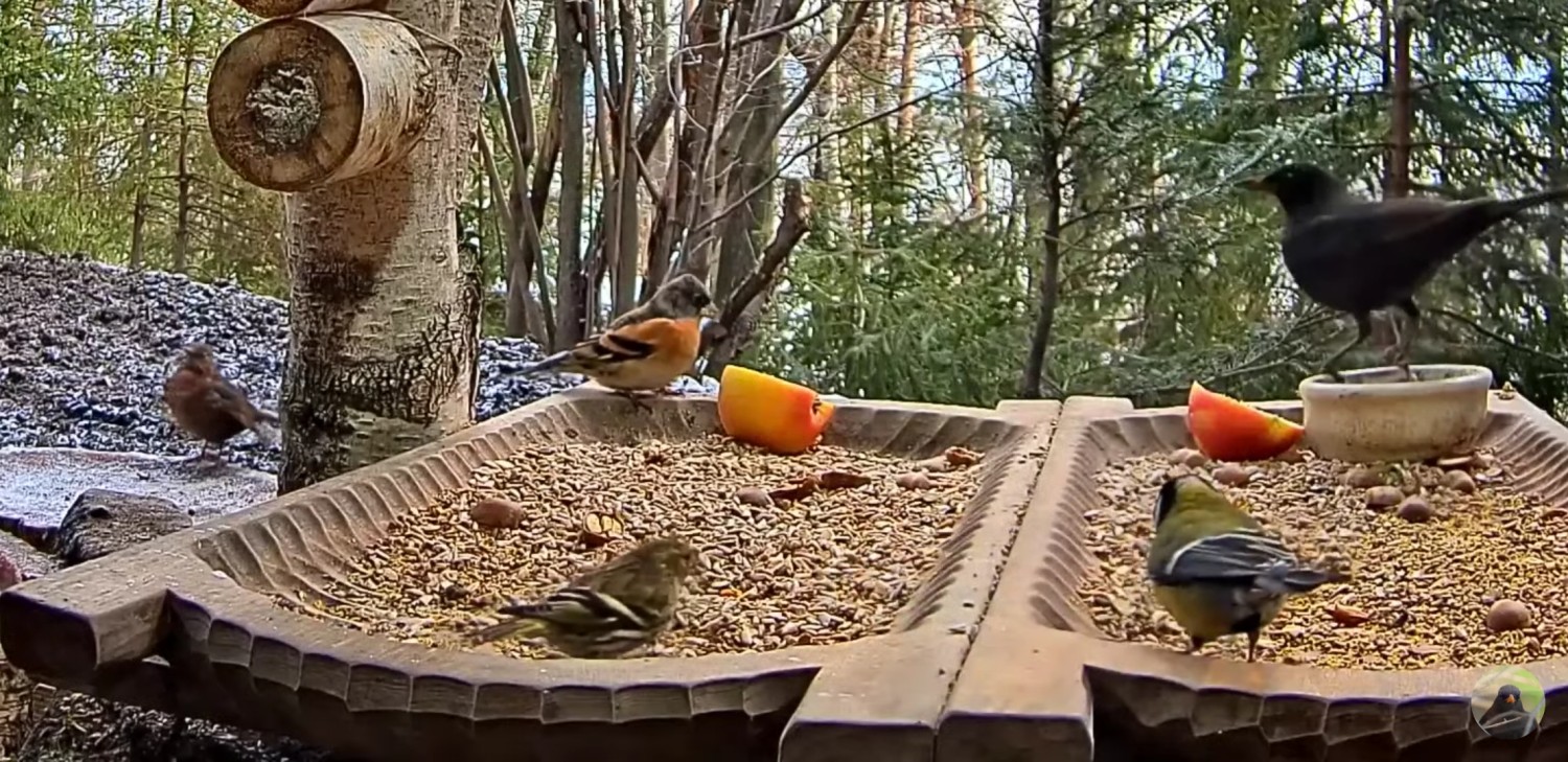 livebirdspoland_068bc786e8ba493c41fb65178d480d59.jpg