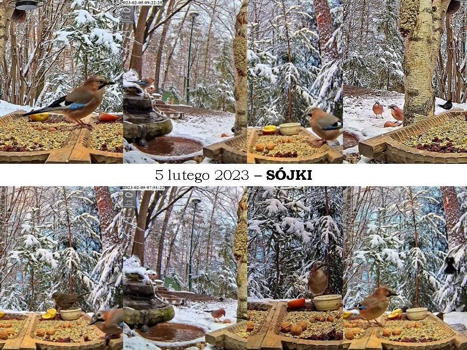 livebirdspoland_70ca3ca5cb6cc39fd564746c837461ee.jpg