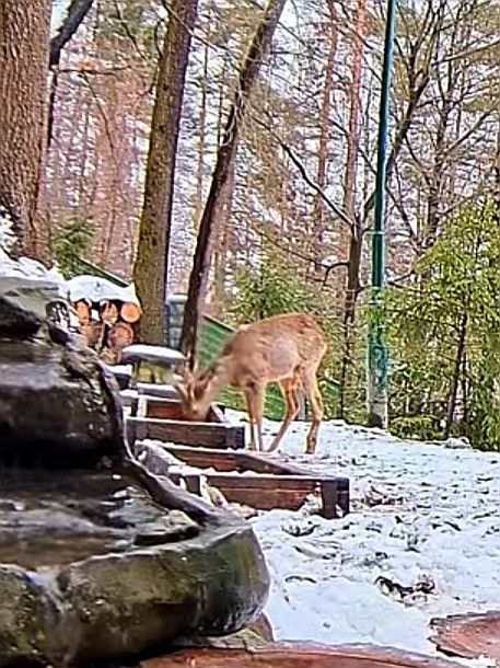 livebirdspoland_e78cf55c6a28488dfa30e5e822512d25.jpg