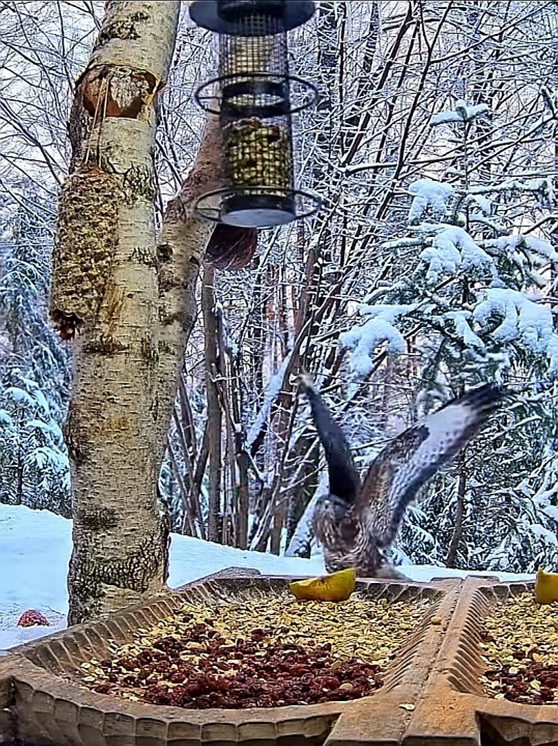 livebirdspoland_68f7c52f11204bfeba363e98cec60b89.jpg