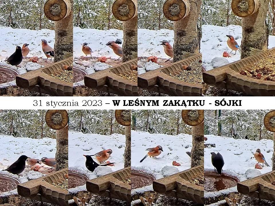 livebirdspoland_e29f4dc072e7d5f09b507014fae93931.jpg