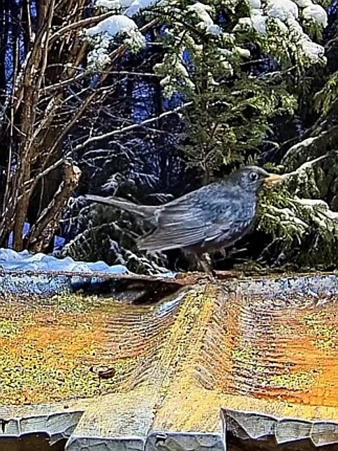 livebirdspoland_215125ee8deded00c7bf8f9aaa206eec.jpg