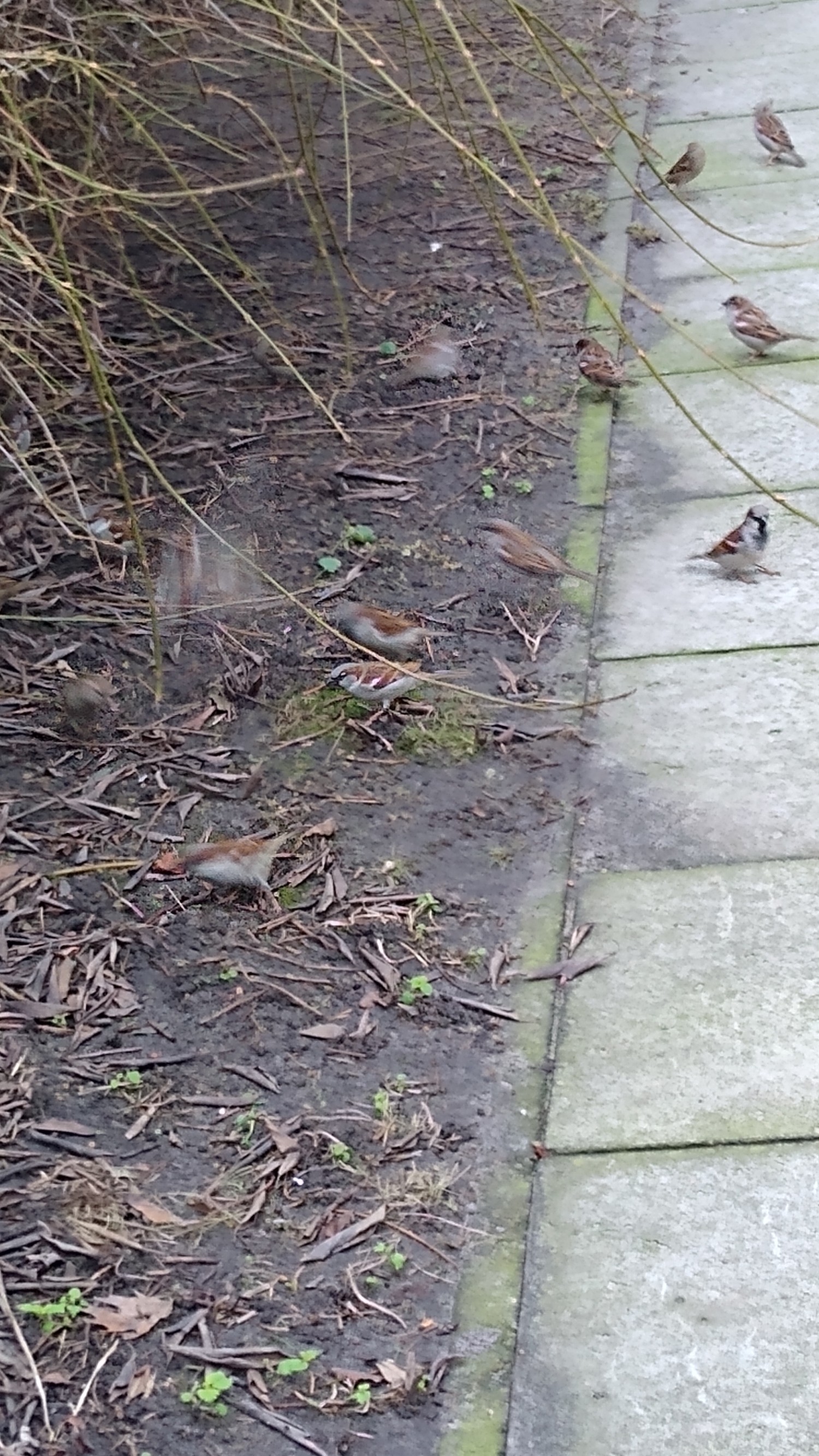 livebirdspoland_4b2d517005c5859e2936cecdc83daf06.jpg