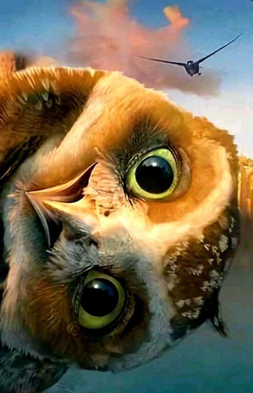 livebirdspoland_d87b1bff02598a3e100555cf13987fd1.jpg