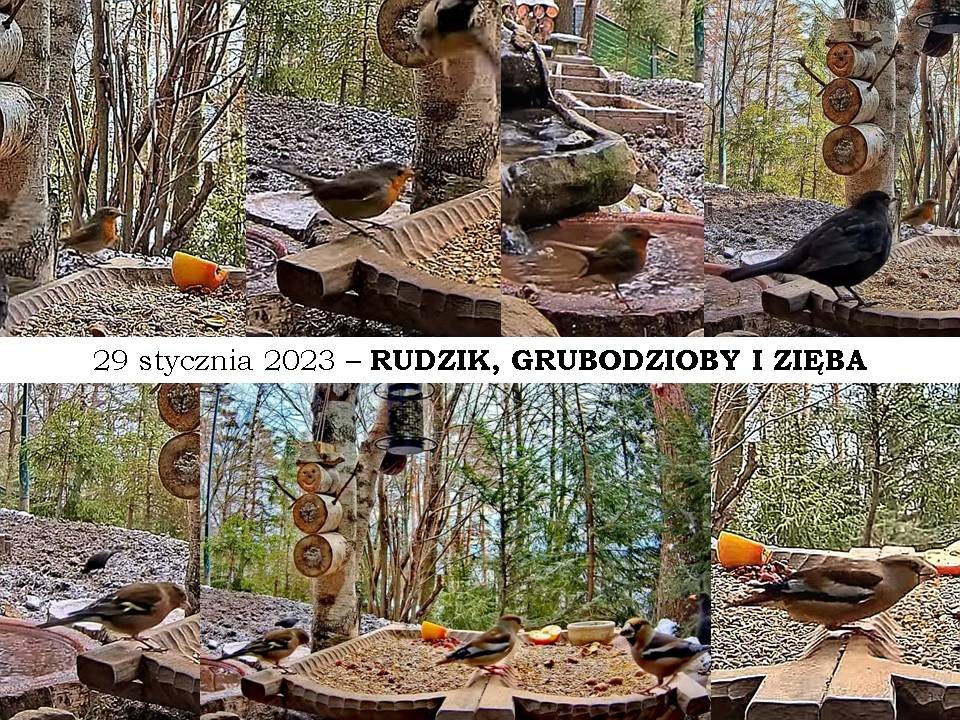 livebirdspoland_b1457c3887922063cfdecc03ccd6174f.jpg