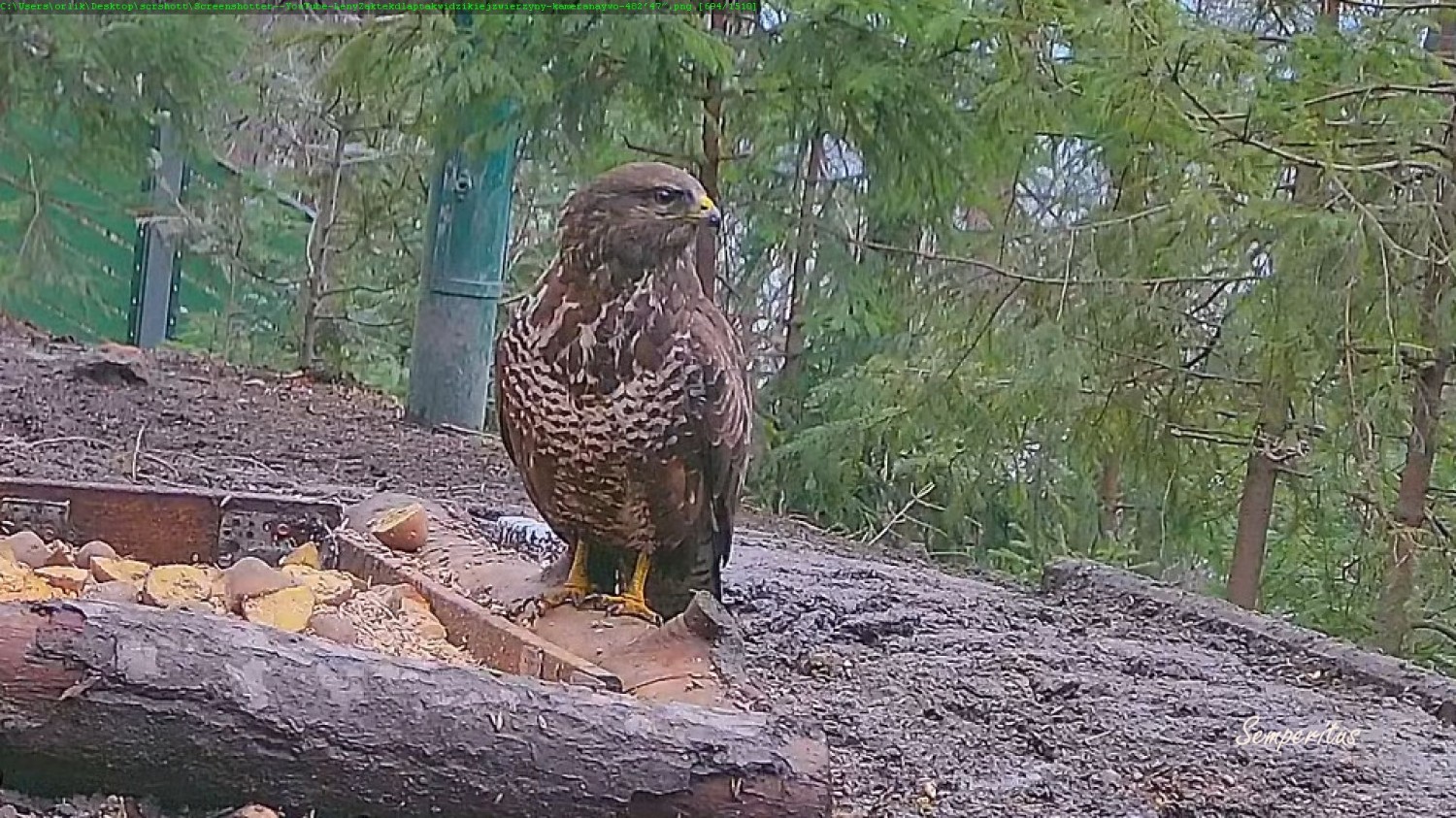 livebirdspoland_ea301aafb46f972f0aa5f7d05d503637.jpg