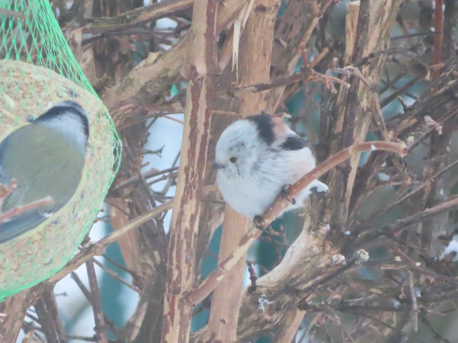 livebirdspoland_9e5e1059aa454926e34026463d773e6b.jpg