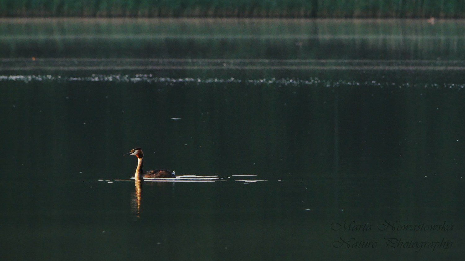 livebirdspoland_500cb09747eb8208fbccbc88273eb62e.jpg