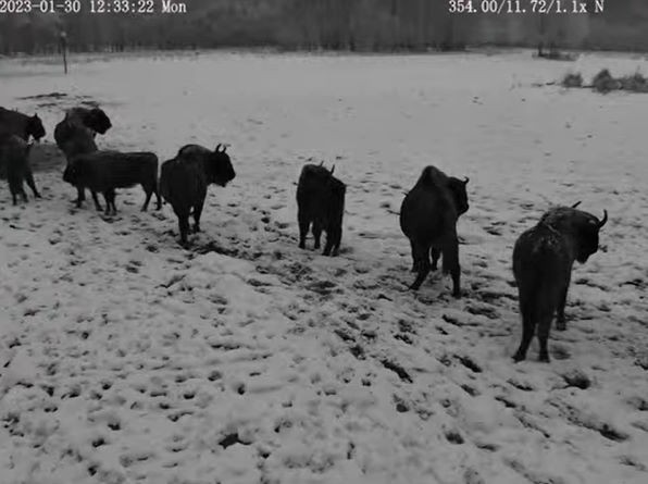 livebirdspoland_2164612e6aa30f09d78d431bd8758395.jpg