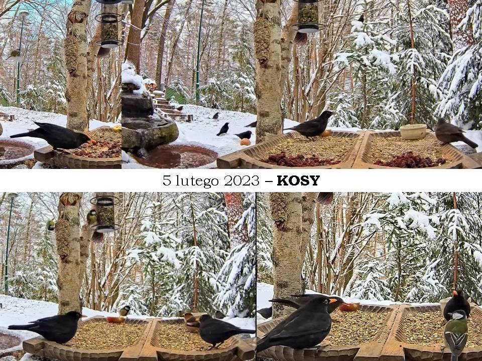 livebirdspoland_3194ad0649dbe8038bbfb7af248c75df.jpg