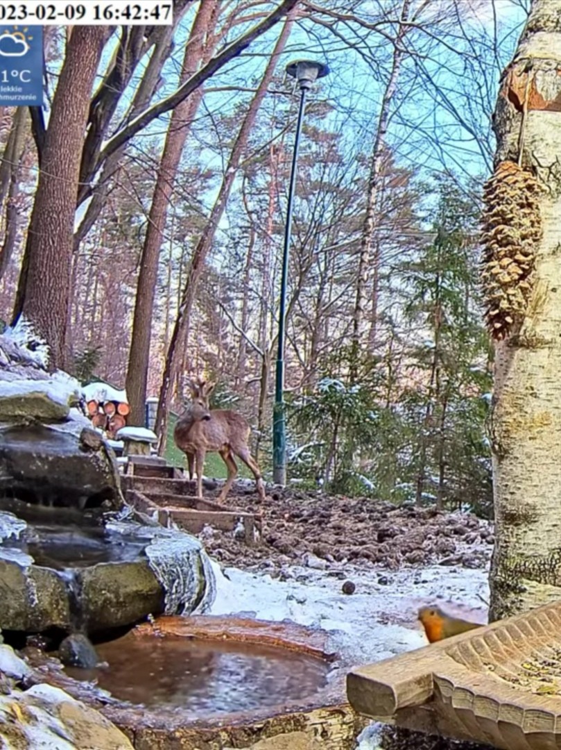 livebirdspoland_52e1cc31a6fb7d4f2466ca6eda45d41b.jpg