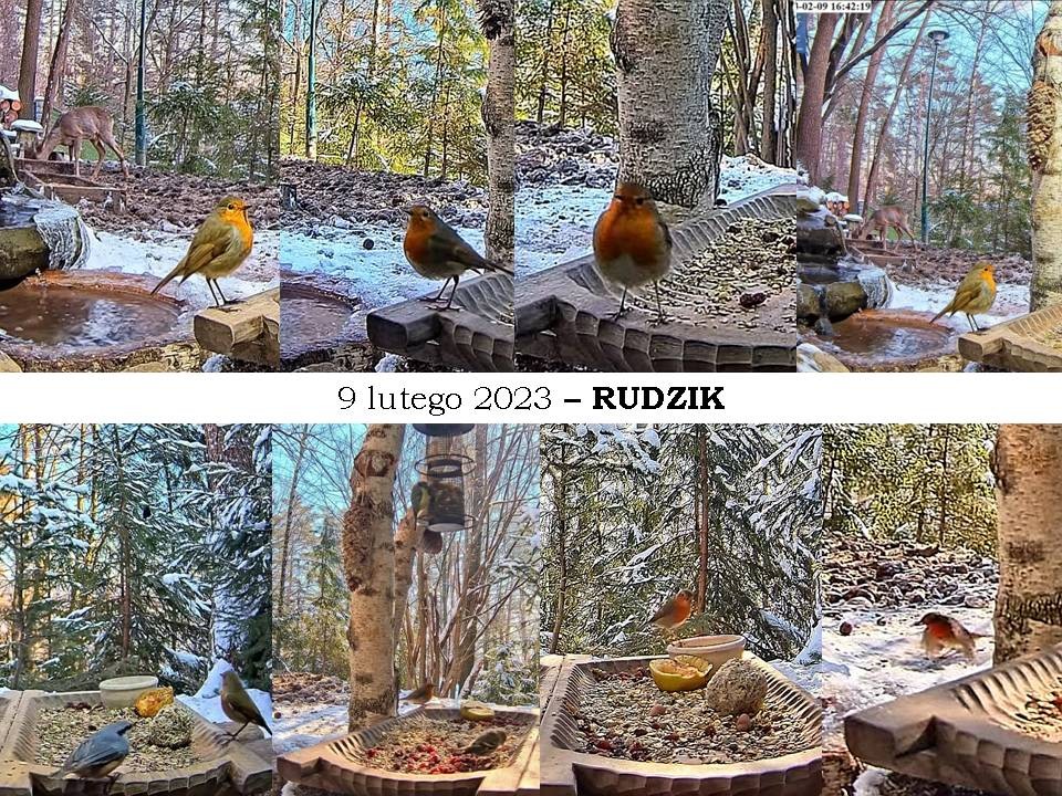 livebirdspoland_65d38b9bd5fce9f10109c5eb5d61874a.jpg