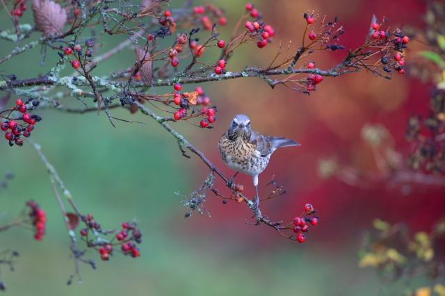 livebirdspoland_8a750ad24acf0dc498fc439ccdd34faa.png