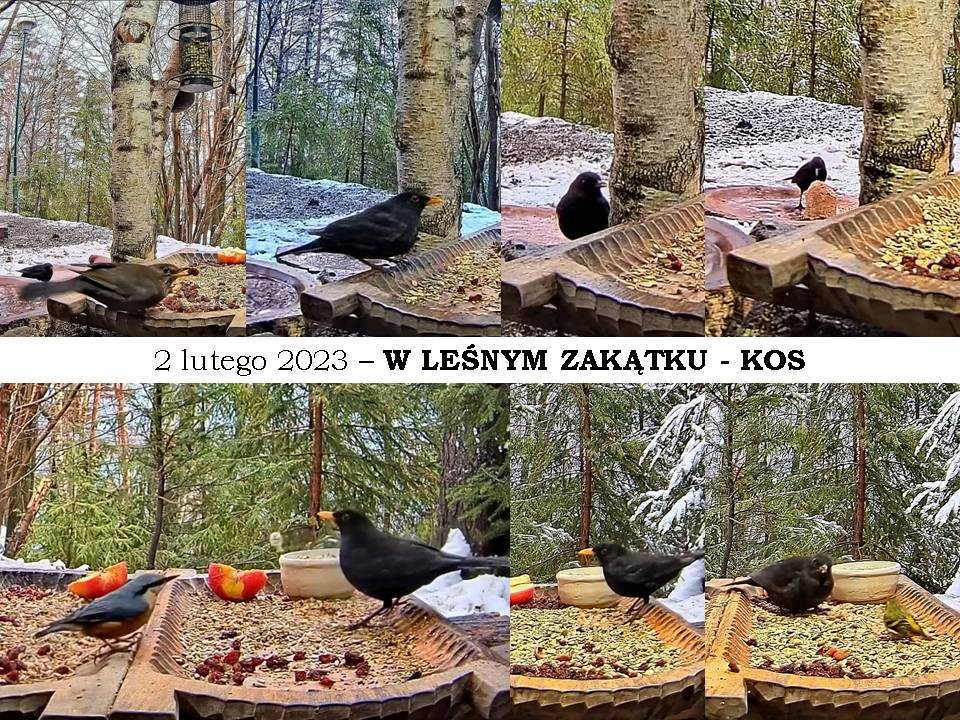 livebirdspoland_3d602d9afe40a6fce8bd3d10b0dfd954.jpg