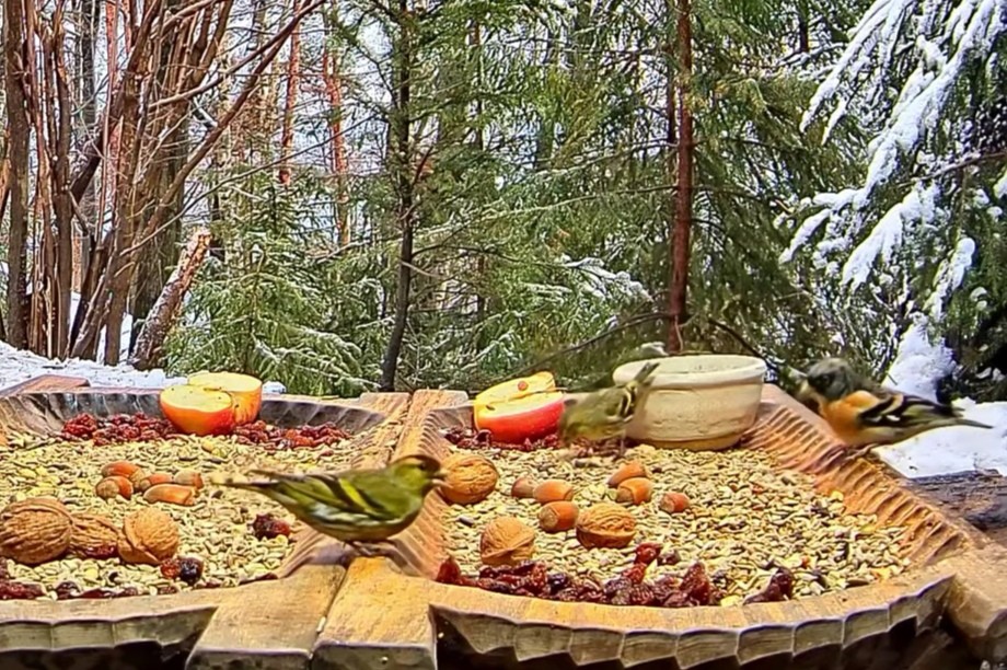 livebirdspoland_6bbb9fb09542a5f130c738a44ef01371.jpg