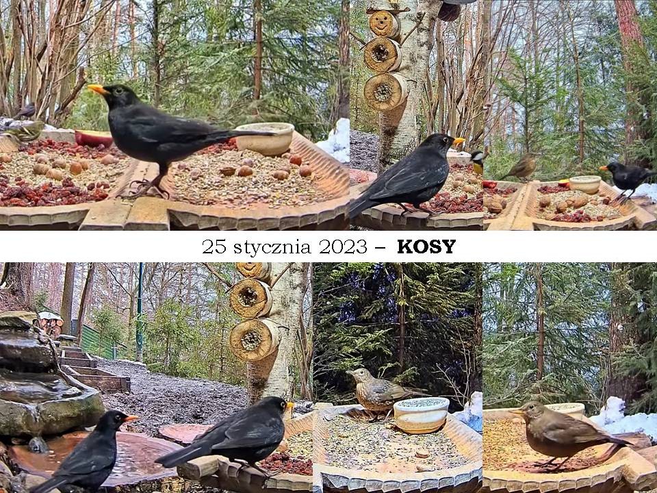 livebirdspoland_98980e4f1211d04f3095d30d608cfea6.jpg