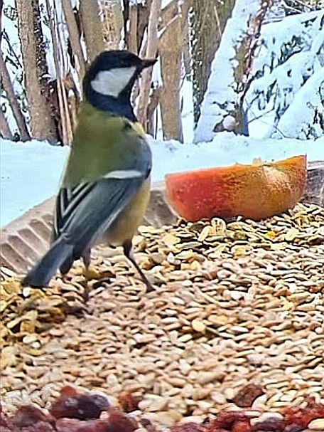 livebirdspoland_44cc96b6241e0cf17f88cc65ce0aef87.jpg