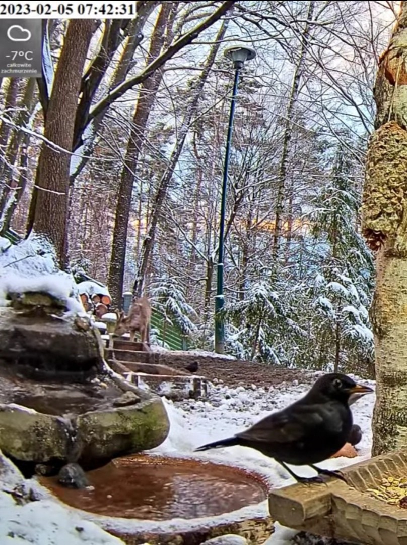 livebirdspoland_3e0fbc64192fc550f8e6fdb5f1123cd8.jpg