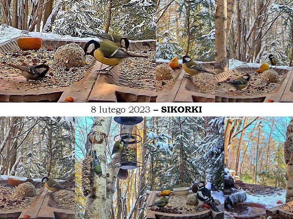 livebirdspoland_28b3441250322627df532d370605a882.jpg