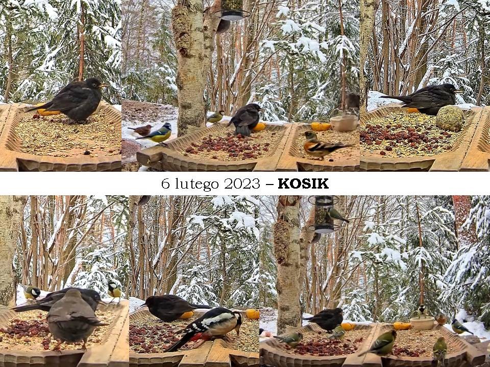livebirdspoland_ad256b68416973e533ea14e701167164.jpg