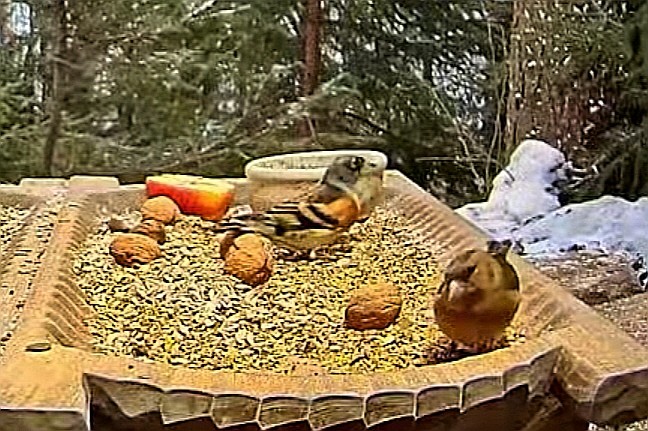 livebirdspoland_328c19e941e7b5443586b3c79929847d.jpg