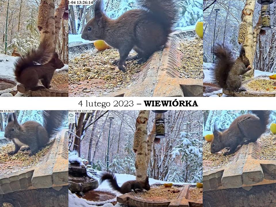 livebirdspoland_127565320625f022bc7fb9f02d89ec23.jpg
