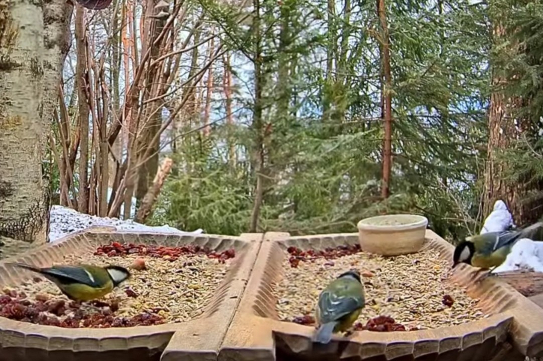 livebirdspoland_86997974bcbb2803e37729063fd63133.jpg