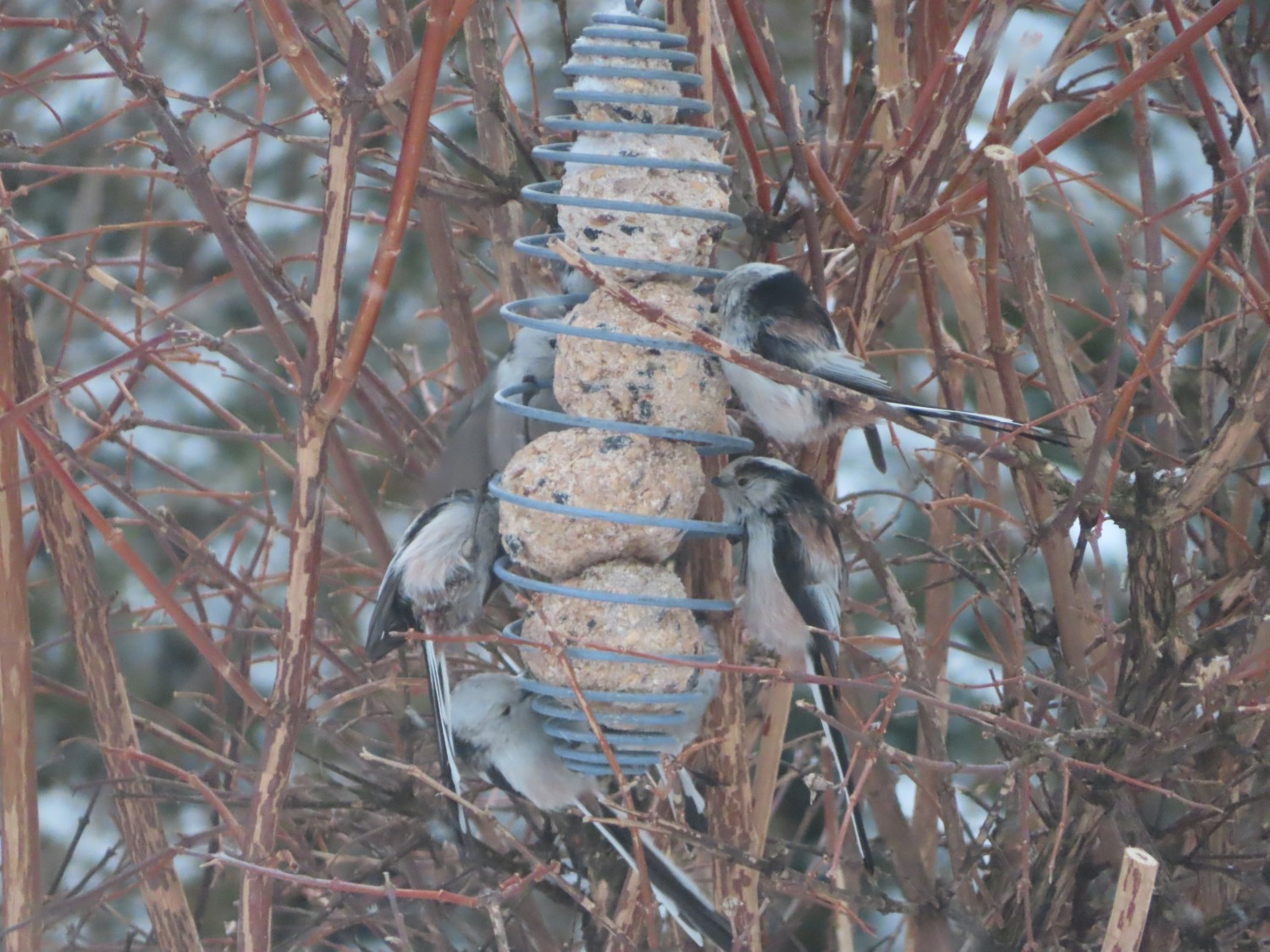 livebirdspoland_8a457758e823dd4c147fd7104e64863a.jpg