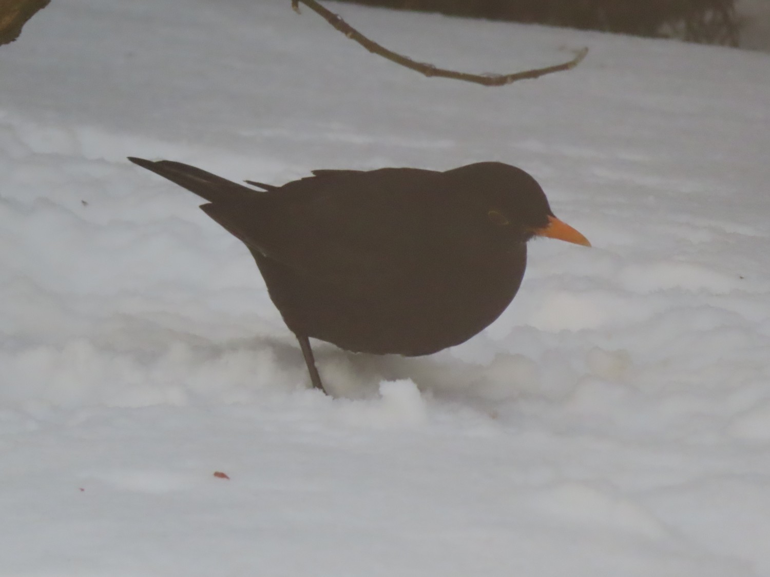 livebirdspoland_73387e9dbf271c09f795a6830792c54e.jpg