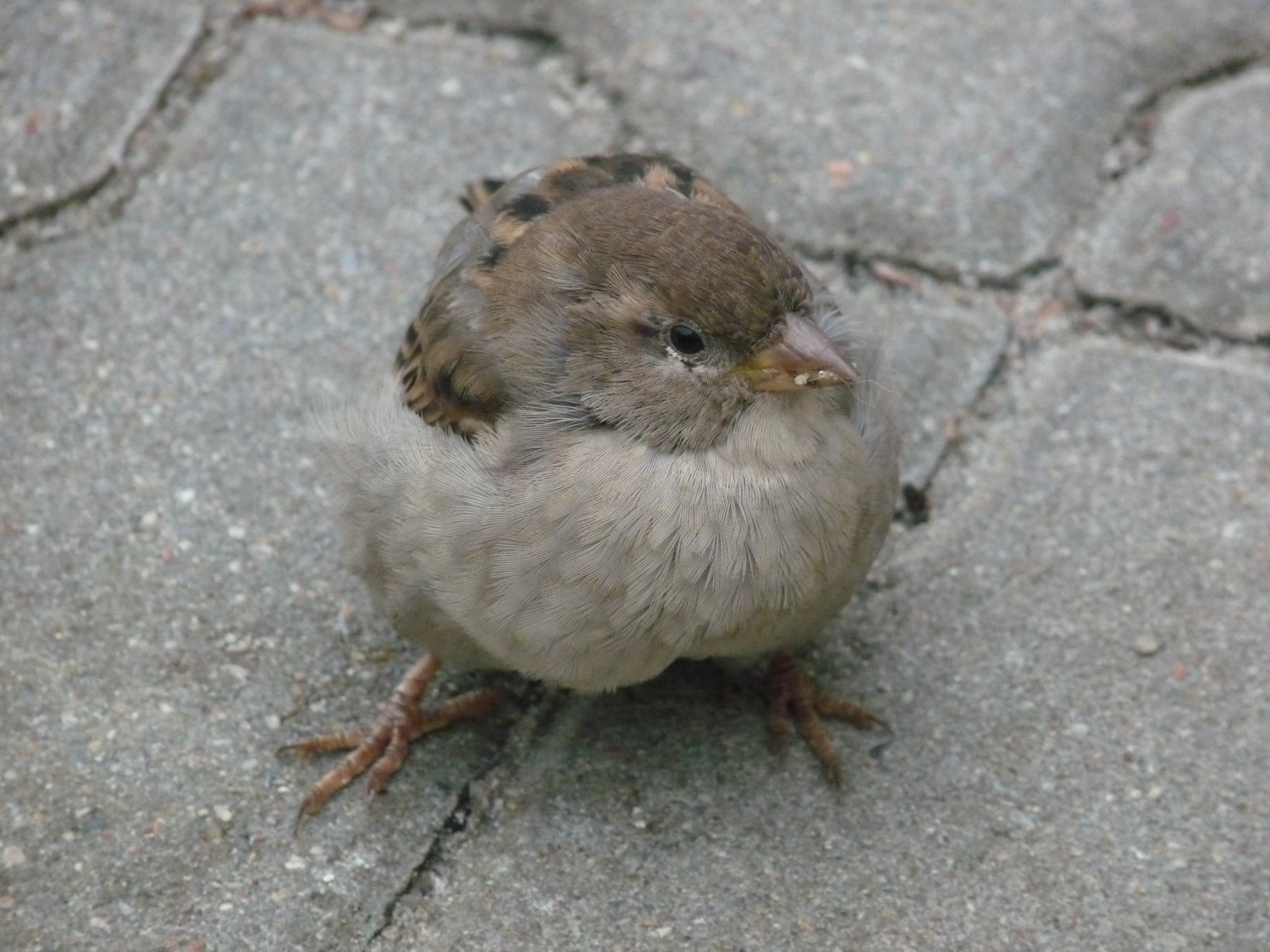 livebirdspoland_1c702609676ffa51957982a53b4a0588.jpg