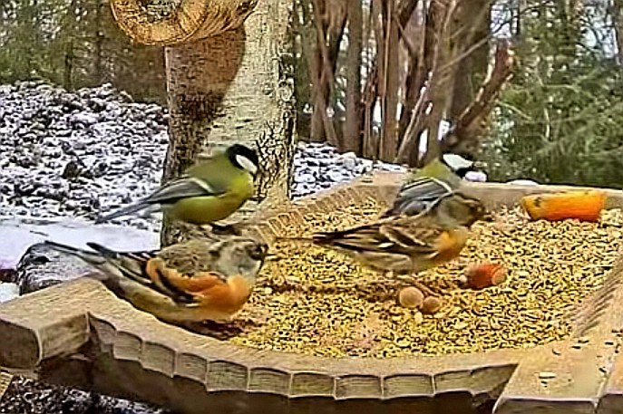 livebirdspoland_ae0df5e7a4965c3782538c022c3f620a.jpg