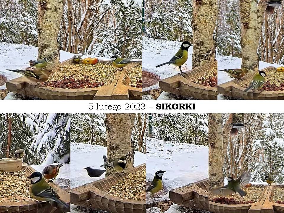 livebirdspoland_762d92dd063b935bf74df58348ec299c.jpg