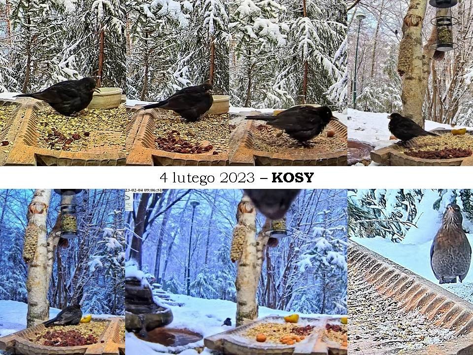 livebirdspoland_5d3fa8527c81afe31bc5c5a28078ec87.jpg