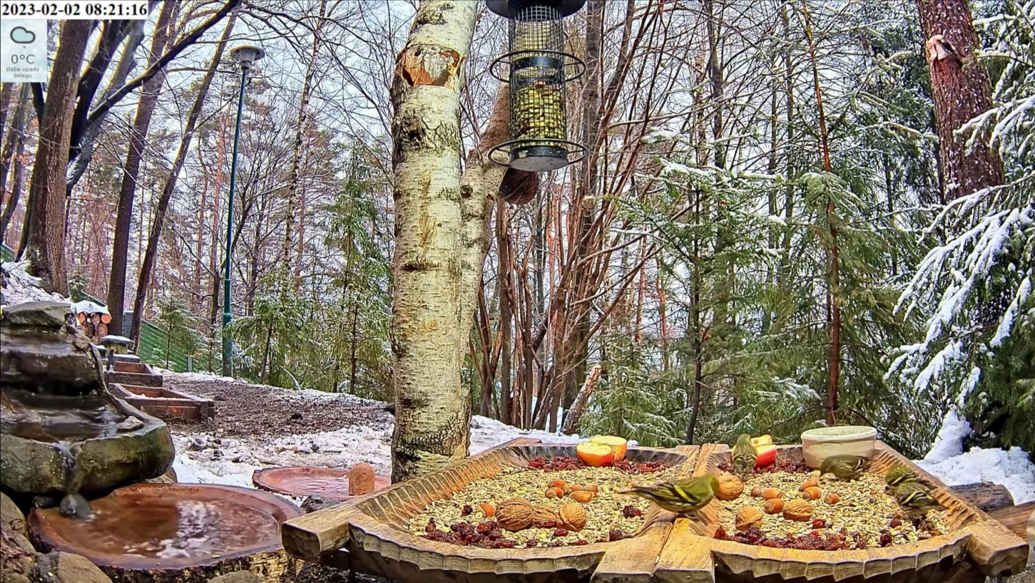 livebirdspoland_9ae4fca277f526eb40506fd28561ac29.jpg