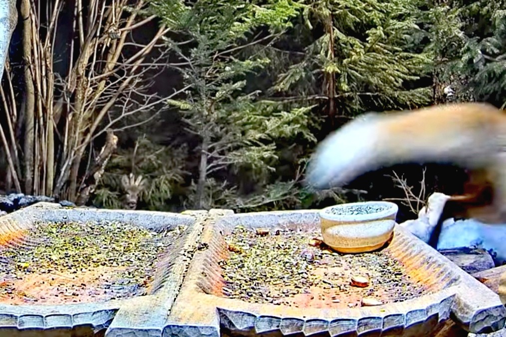 livebirdspoland_9e44192f9b1048836f5dd7ba28364147.jpg