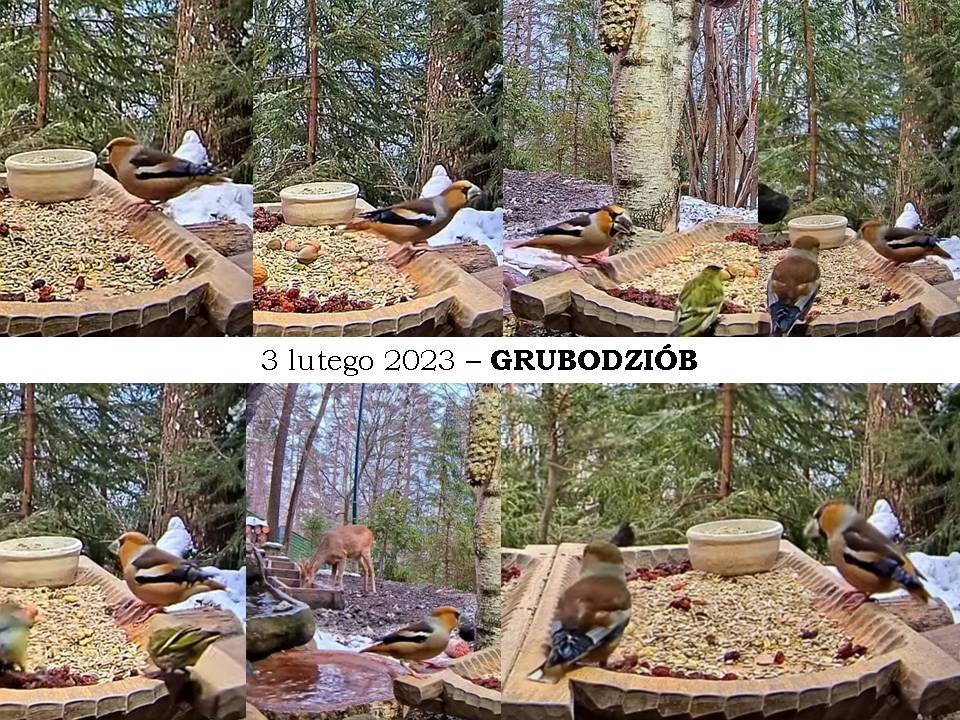 livebirdspoland_1a0c23e4b5cc10fca4af23513781b72a.jpg
