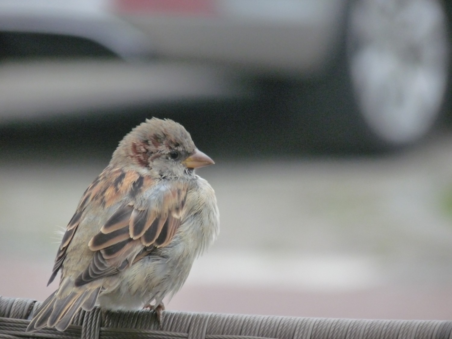 livebirdspoland_16ce3aa27b77e6607ef621bfbfd7a7de.jpg
