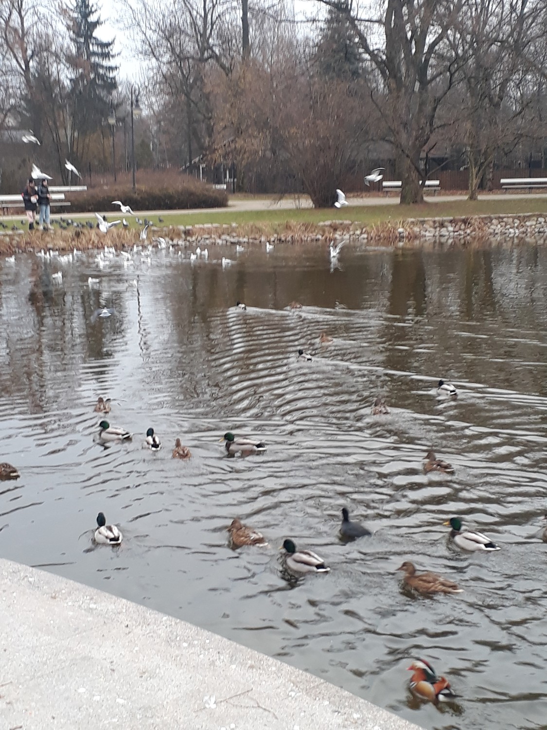 livebirdspoland_fee77bb7f234d3278b273ed3a8428476.jpg