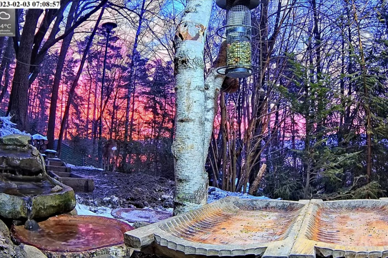 livebirdspoland_b0c3ea9f7ea73c26f046a3cc71afa528.jpg