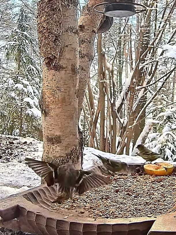 livebirdspoland_05916f3c03ad54e5f229e208221b4993.jpg