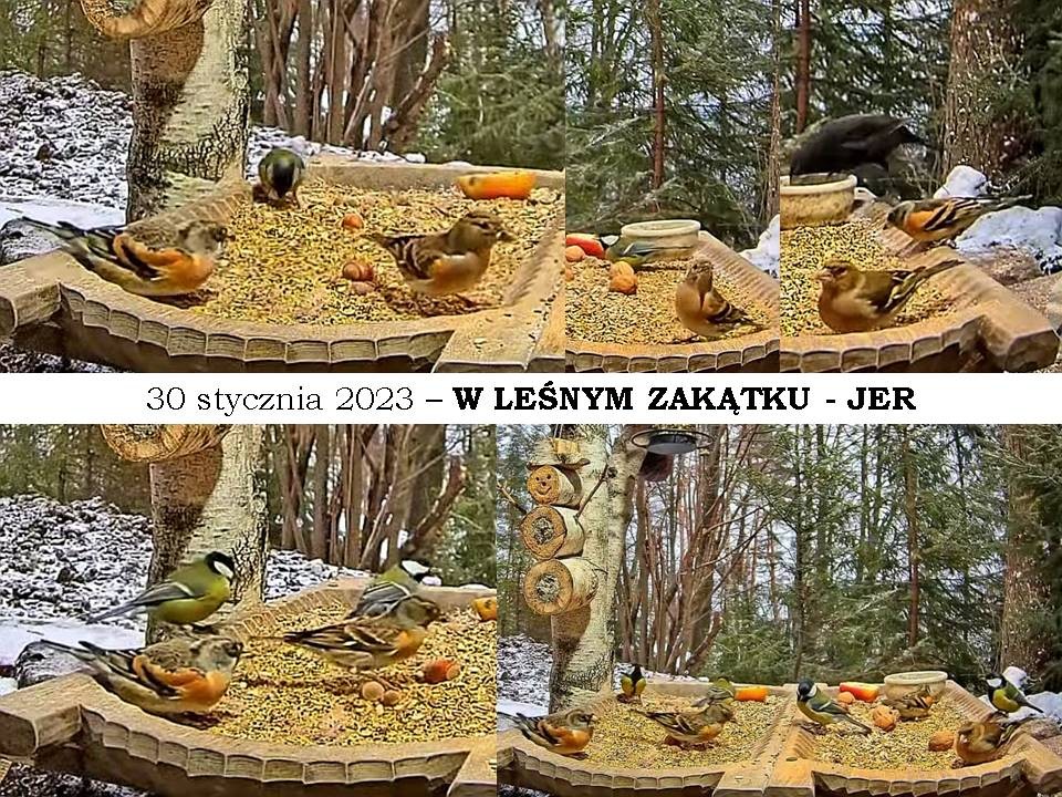 livebirdspoland_677dd694757cfd1b5d2fa52ccd03d919.jpg