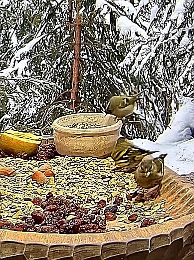 livebirdspoland_cab56bca7adc5cf35d4c6ea4ac2c1142.jpg