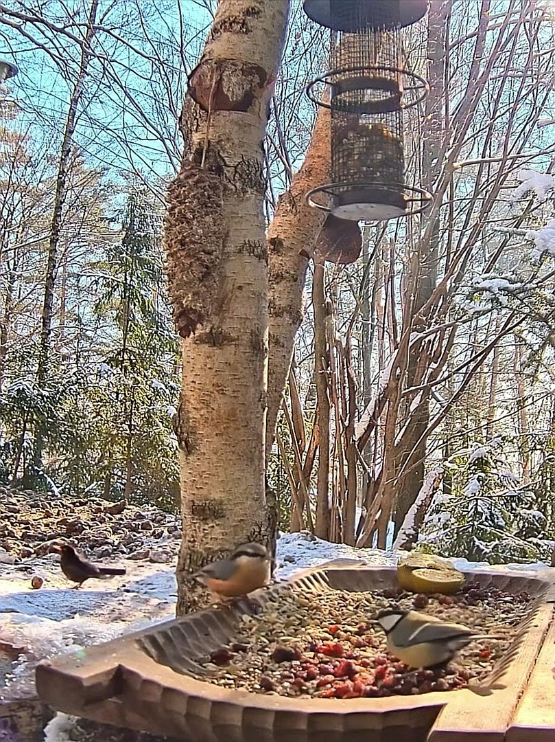 livebirdspoland_44913923a52f9de361fbede2aef0167a.jpg