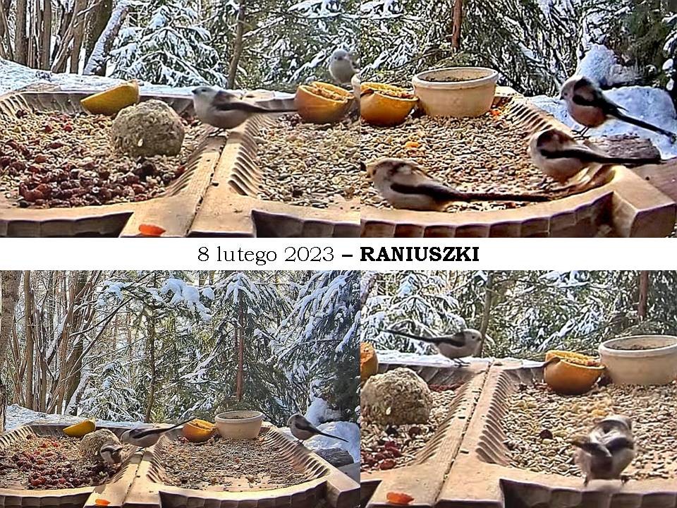 livebirdspoland_9db3f1ab6cca98a4b9f4e25948752cd4.jpg