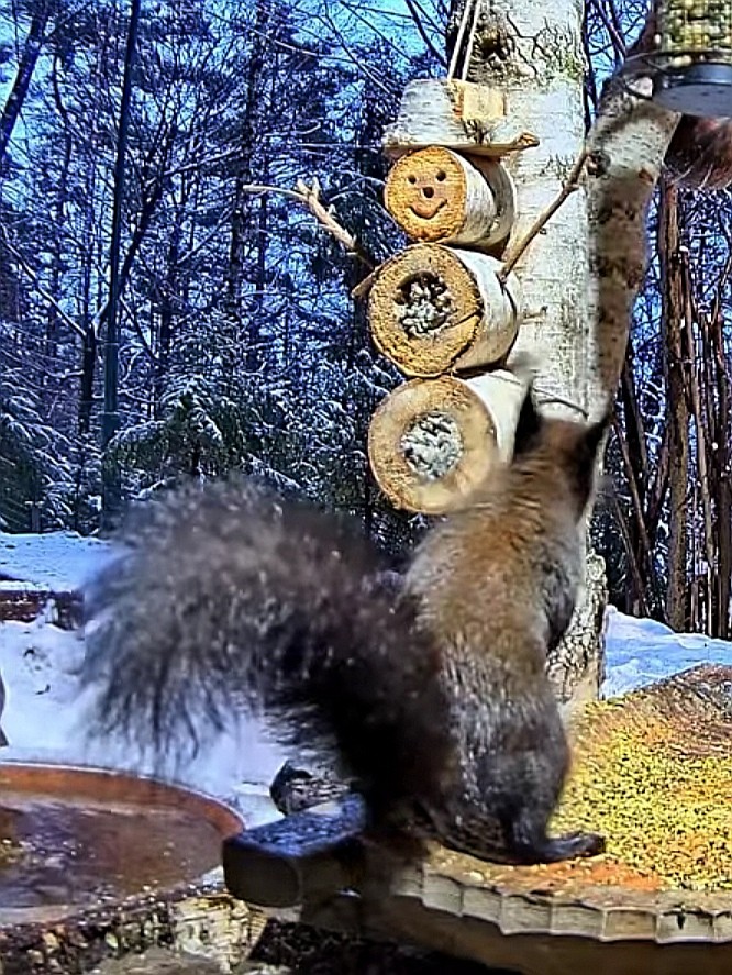 livebirdspoland_5207895335a382154969ef5b83501e18.jpg