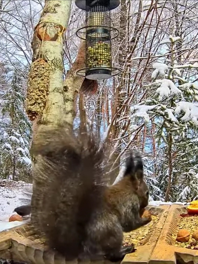 livebirdspoland_281c754277ce29548627c7b2e7d1aa18.jpg