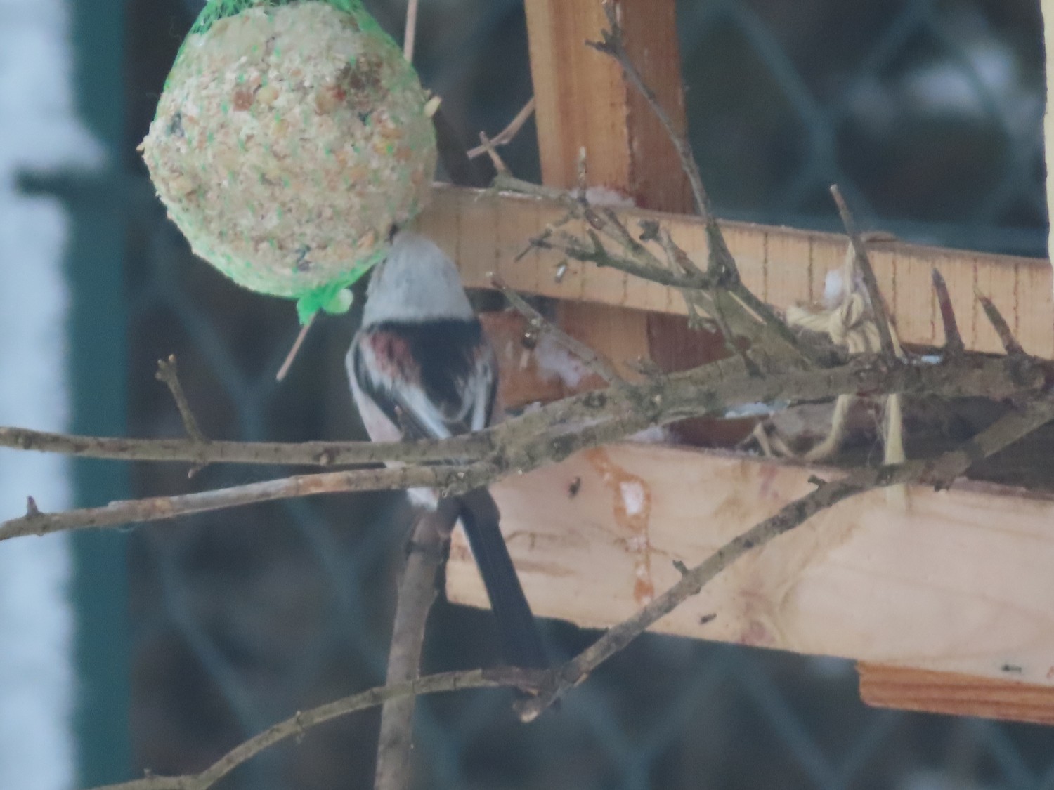 livebirdspoland_d50e84ac381e15476b5da46ce6e7a307.jpg