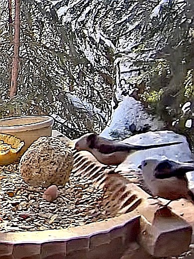 livebirdspoland_4e72e917243e89c07dd9e33368eb7c0e.jpg